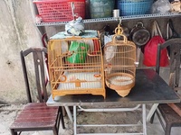 tài trần 