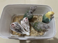 Tạ Phúc Quốc