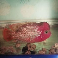 Vũ Đinh
