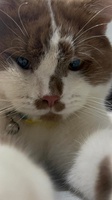 Thuý Vy