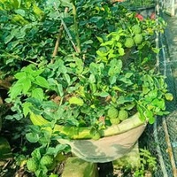 Xuan Le van Xuan
