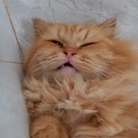 Châm Ngoc