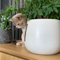 Hồng Gấm