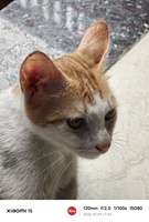 Lê Xuân Tùng