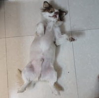 Long Khúc Vũ