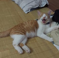 Mồn Lèo
