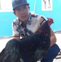 sâm hà tiên 