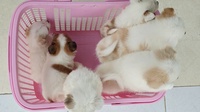 Ánh Dương Pet