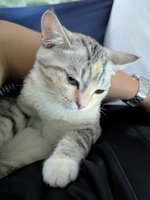 Bảo Kha