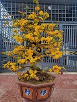 Phượng bán mai vàng BD