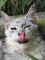 Maine Coon