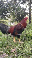 Tai