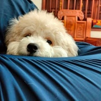 Quản Đức Anh