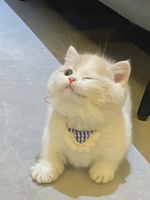 Chi