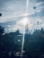 Dương Dương