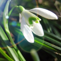 Snowdrop