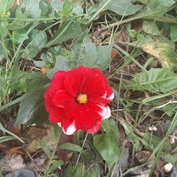 Khang Gia