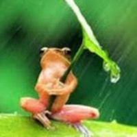 nam vu