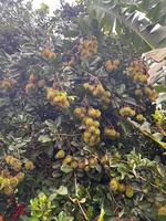 Thờm 