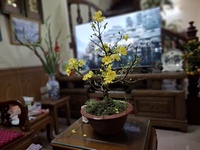 Nguyễn Trung