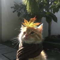 Huy Vũ