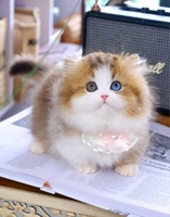 Meow Meow Cattery