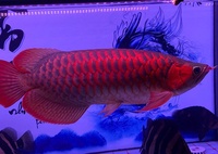 Nguyên