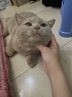 Anh thu Le