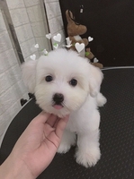 Tiny