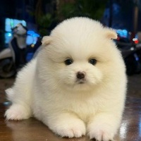 Góc Pet Việt