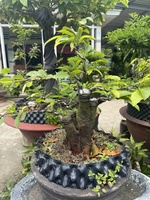 Minh Mẫn
