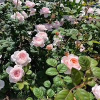 エルビー