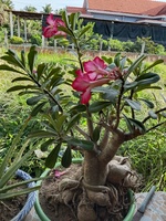lê lan