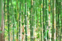 Dương Hùng Hải