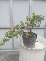 Cây kiểng giá rẻ LT3
