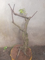 Cây kiểng giá rẻ LT2
