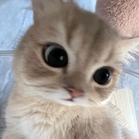 Mèo Nhỏ