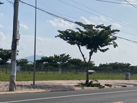 Gia gia Nguyễn
