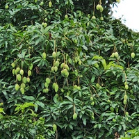 Kim Ngoan Đam Thi