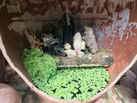 Hương Nguyễn
