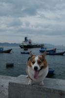 DO Hiếu