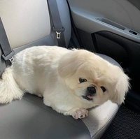 Shop Pet