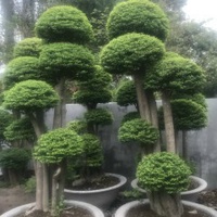 Hoakiểngbảolong
