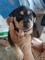 Hải Mi