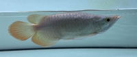 Huy văn arowana