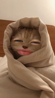 Meow