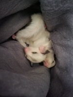 Mua Bán Chó Mèo Bmt