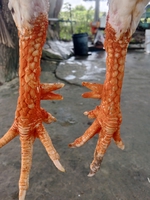 Qui hoàng 
