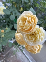  Nguyên