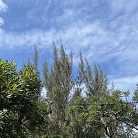 An Nguyen